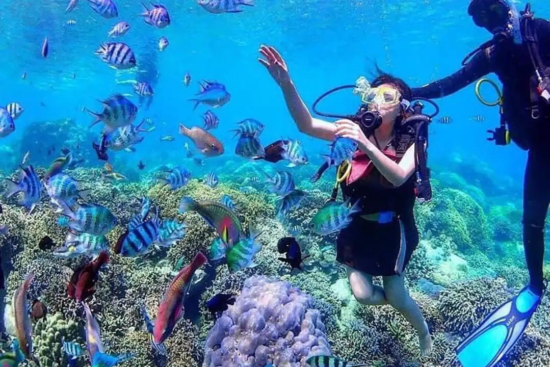 Tour ngắm san hô Quy Nhơn