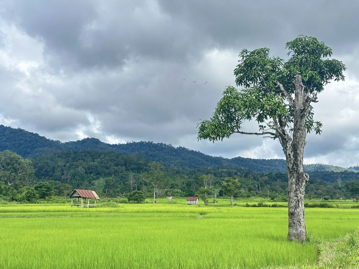 Mùa lúa chín tại Kon Ka Kinh